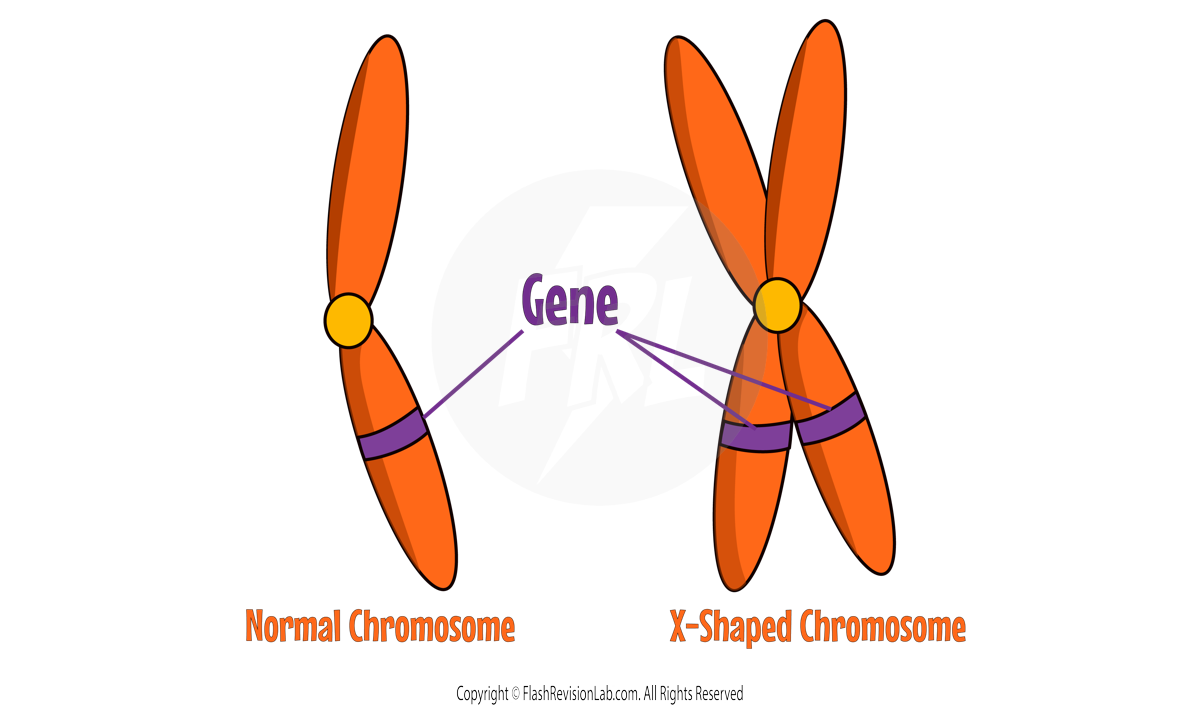 Gene